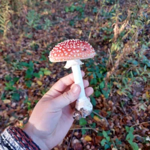 Amanita Muscaria